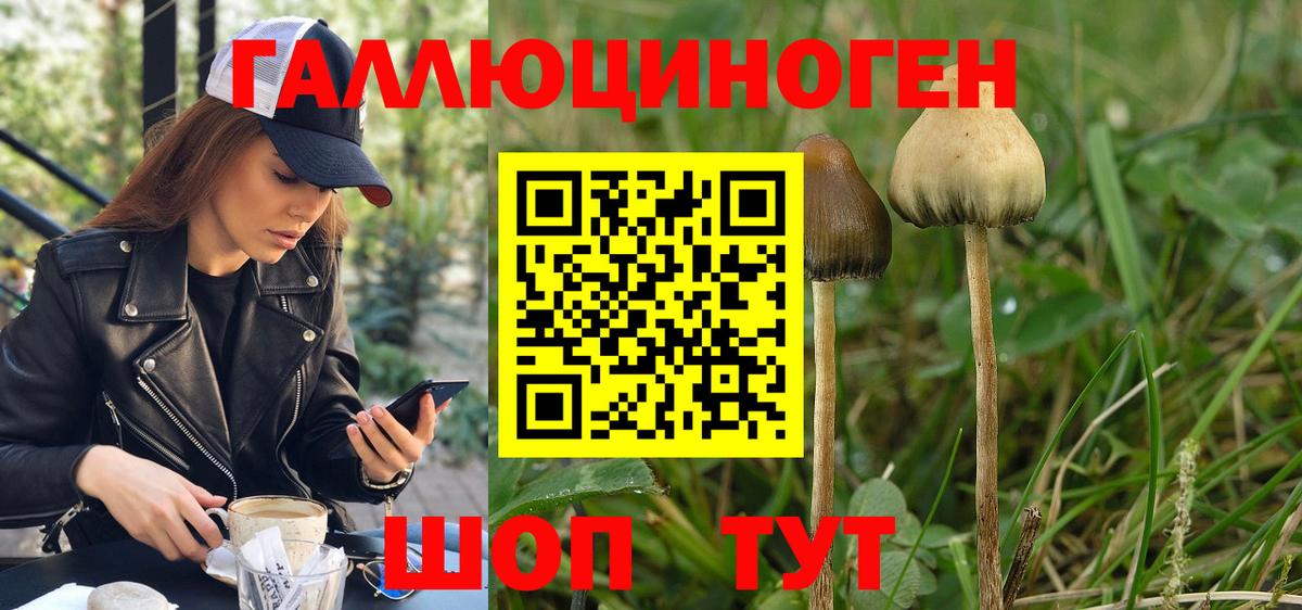 Псилоцибиновые грибы прущие грибы  Вход с VPN  Зима 